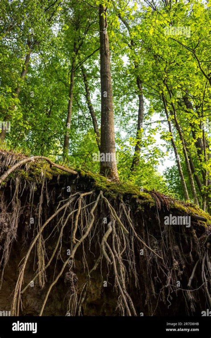 Discovering Musiala's Birthplace: The Roots Of A Football Prodigy